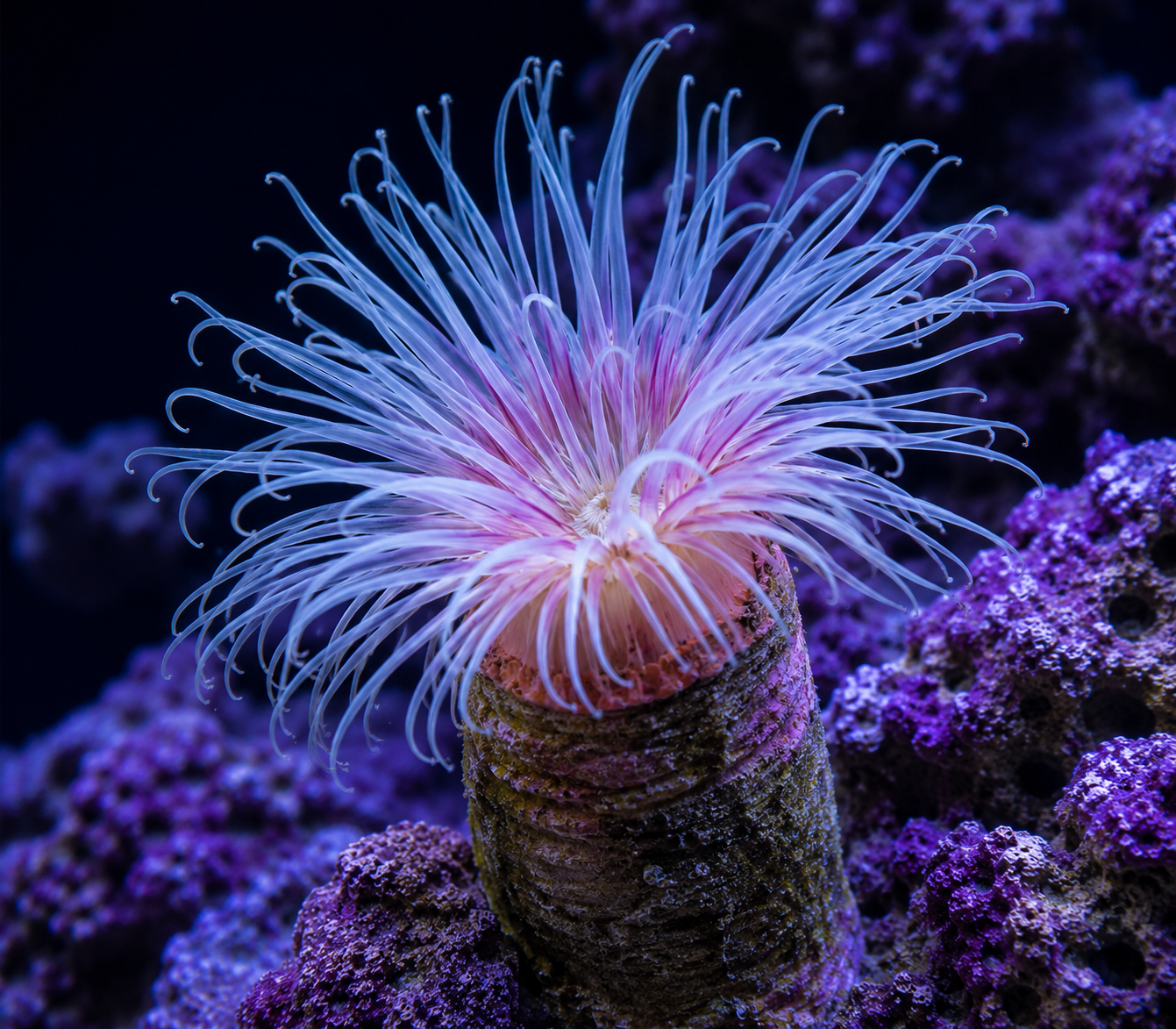 Haitian Anemone (Condy)