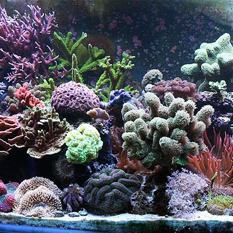 Bubble Coral (Plerogyra sinuosa)