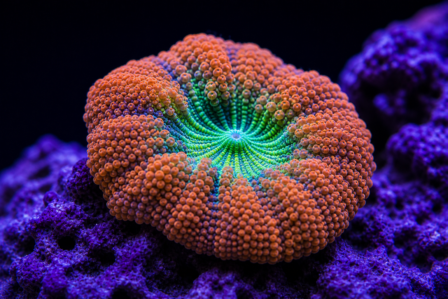 Mushroom Corals