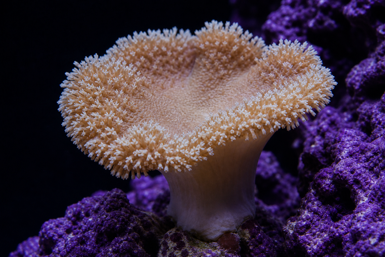 Leather Corals