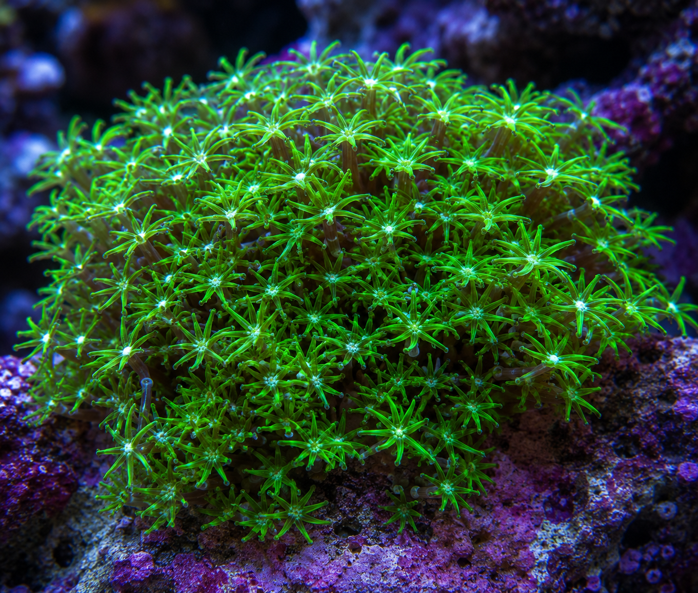 Palythoa (Palythoa spp.)