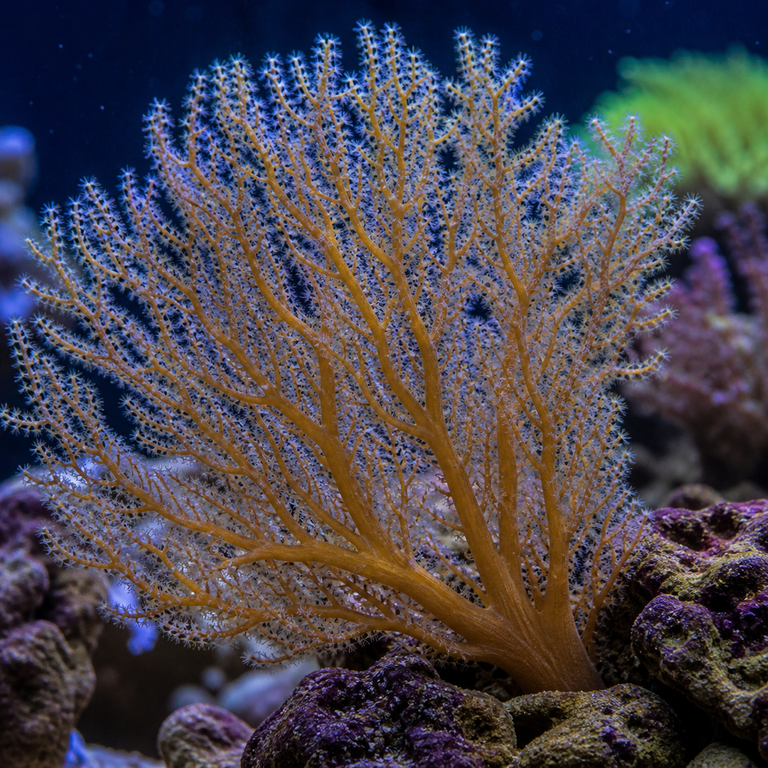 Photosynthetic Gorgonians