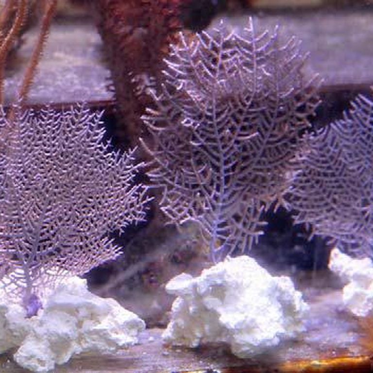 Sea Fans