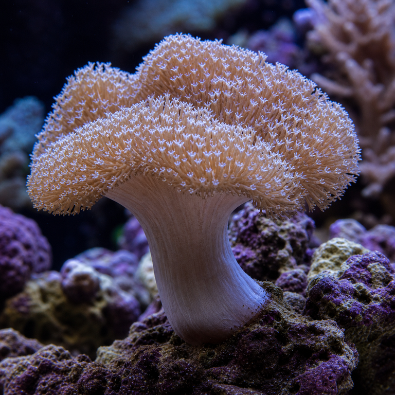 Toadstool Leather Coral