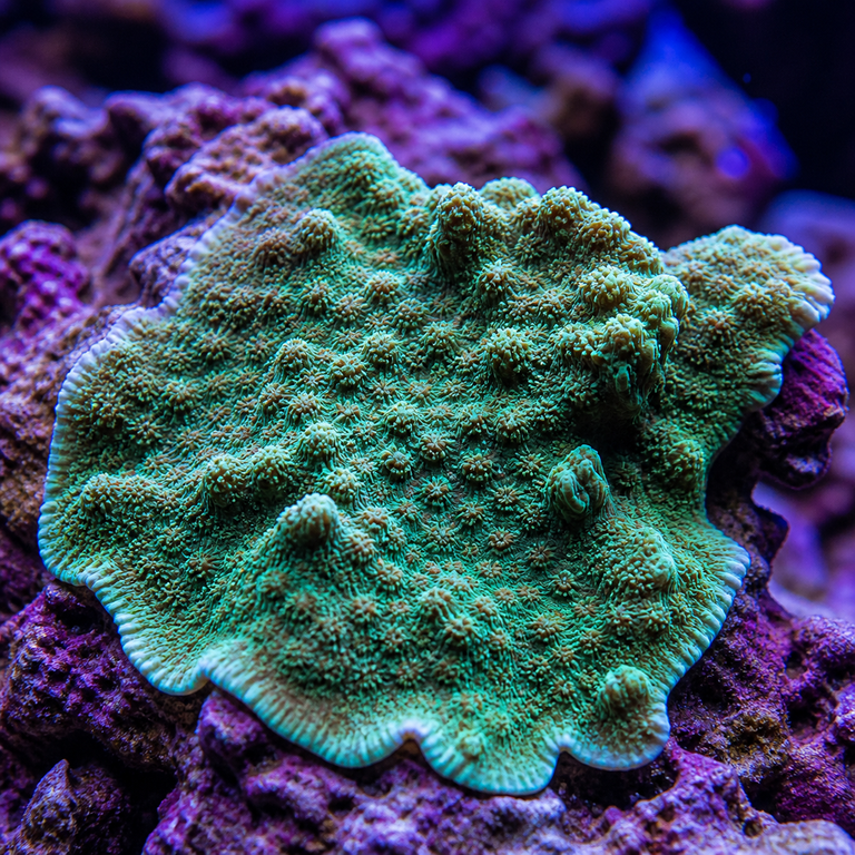 Pavona