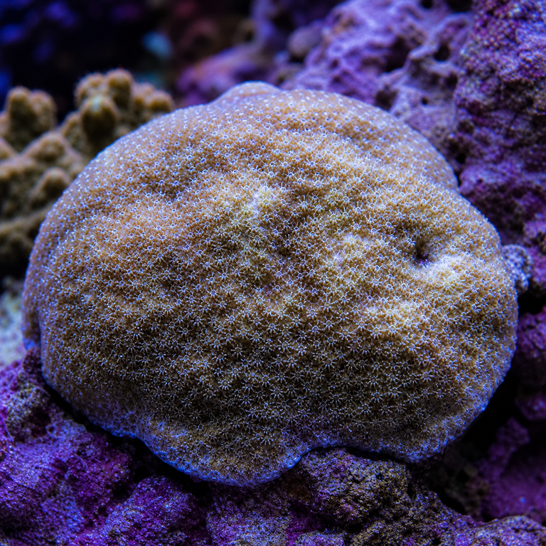 Porites