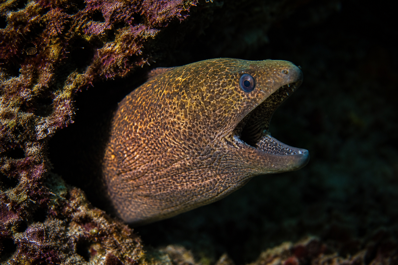 Eels