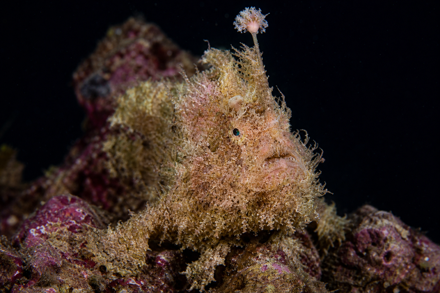 Frogfish