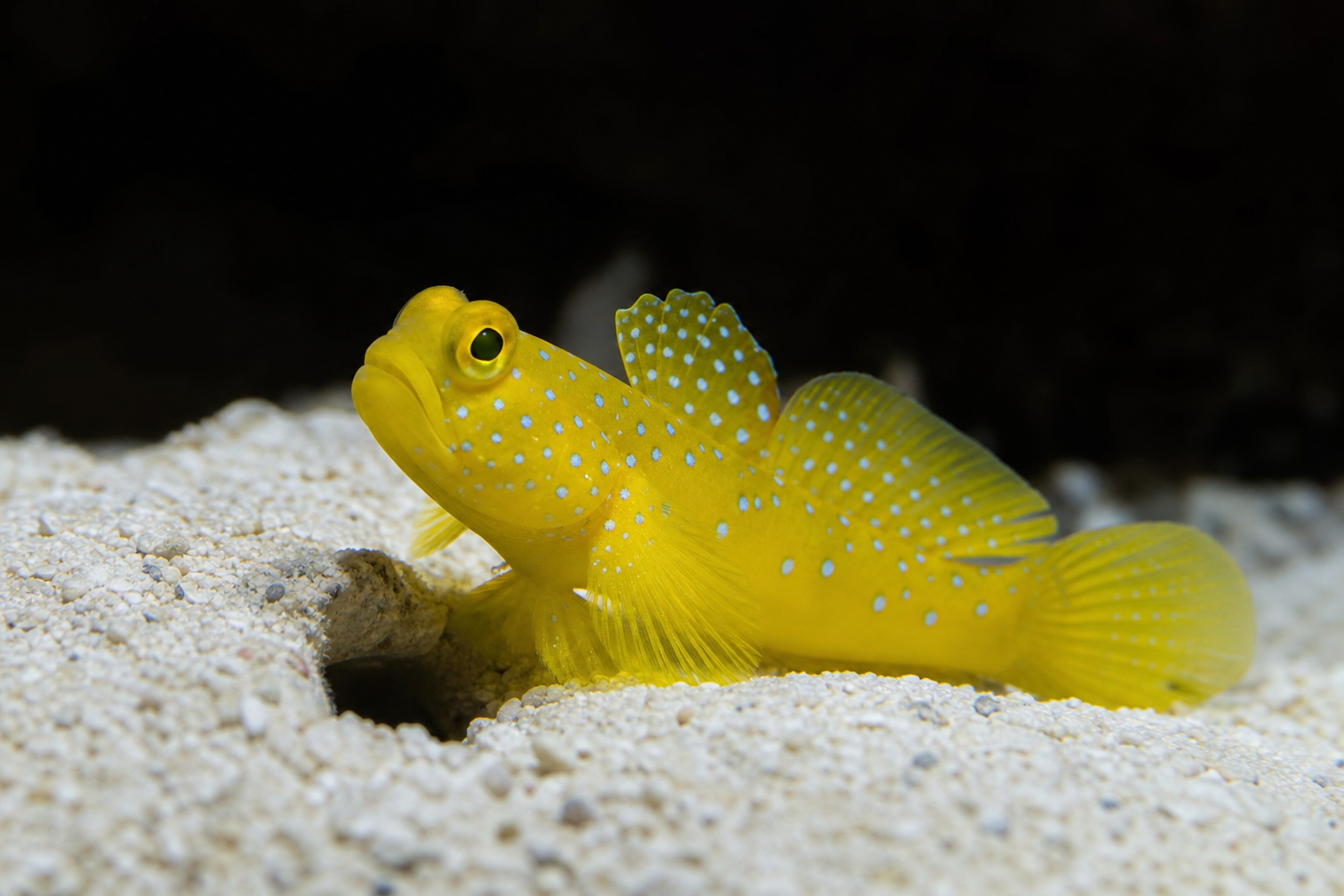 Diamond Watchman Goby