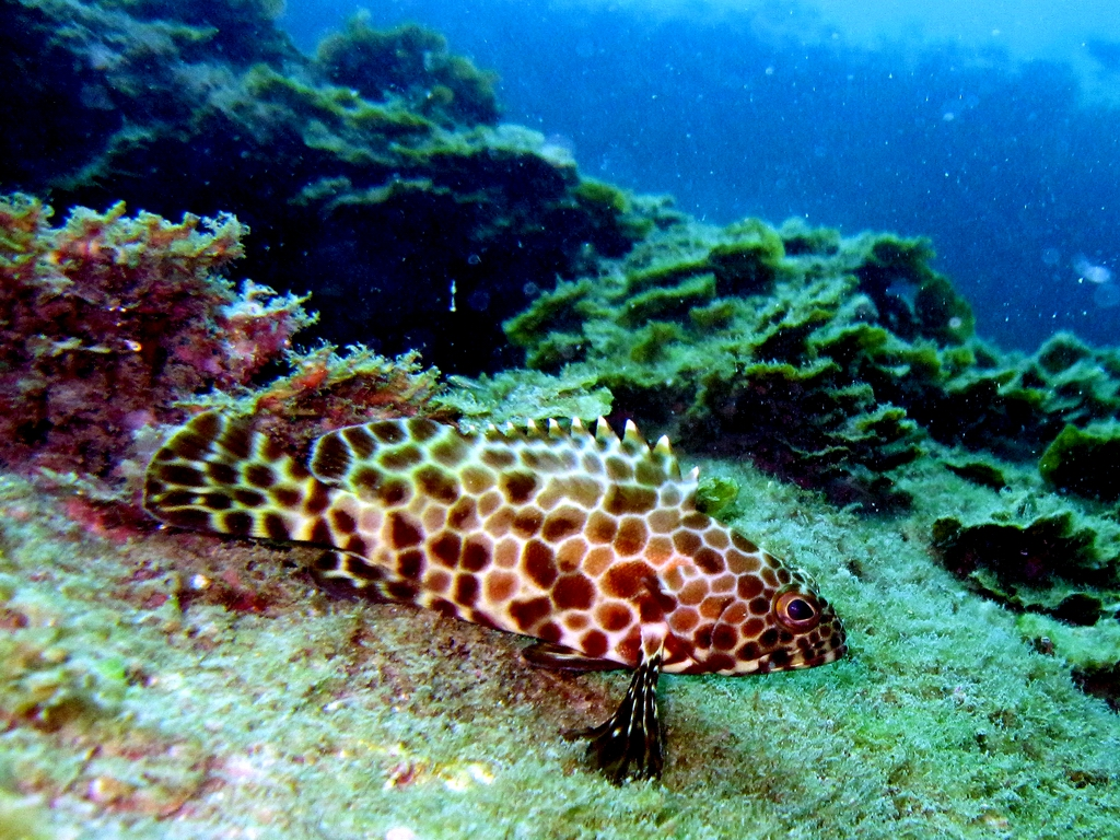 Groupers