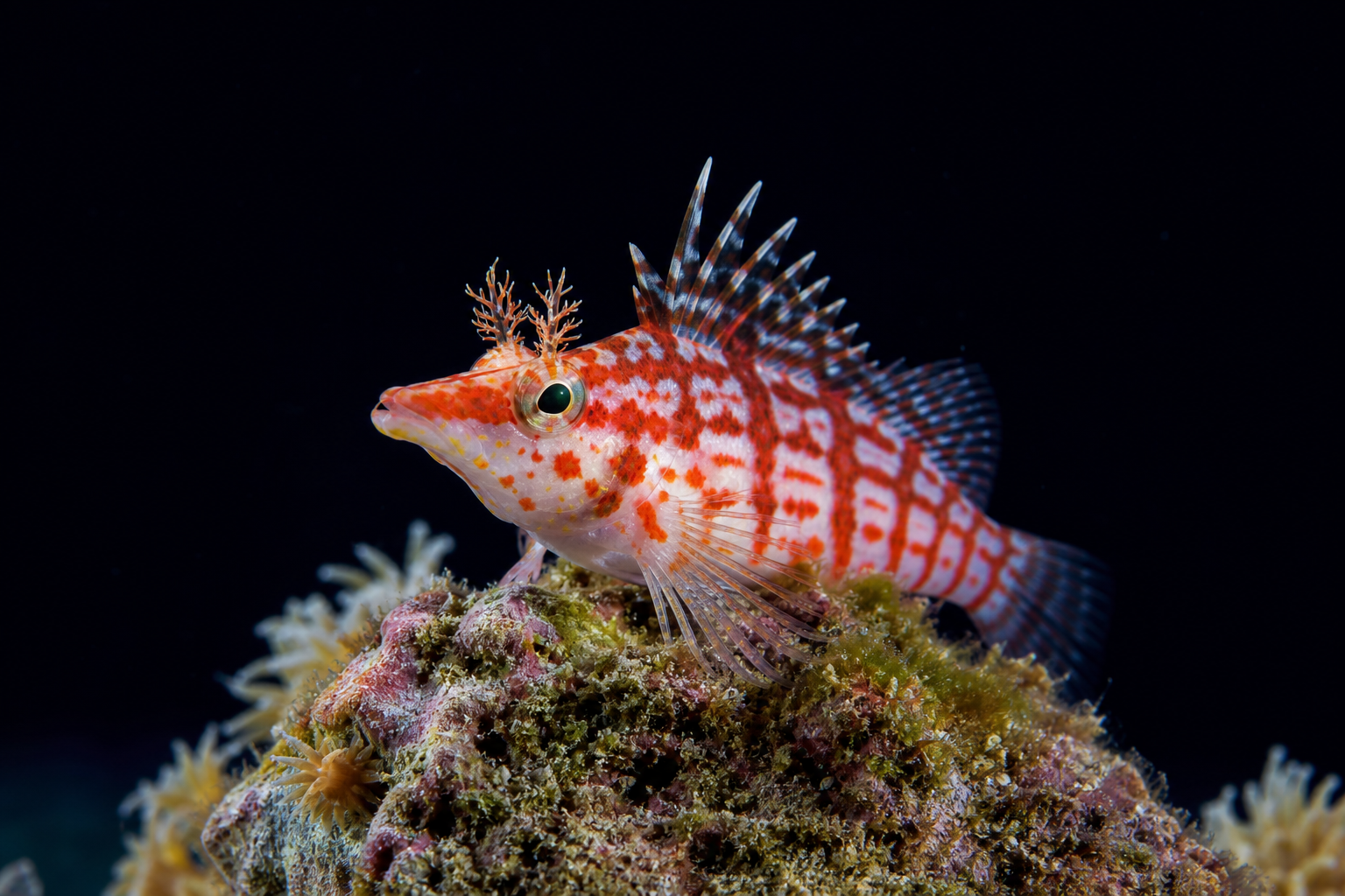 Hawkfish