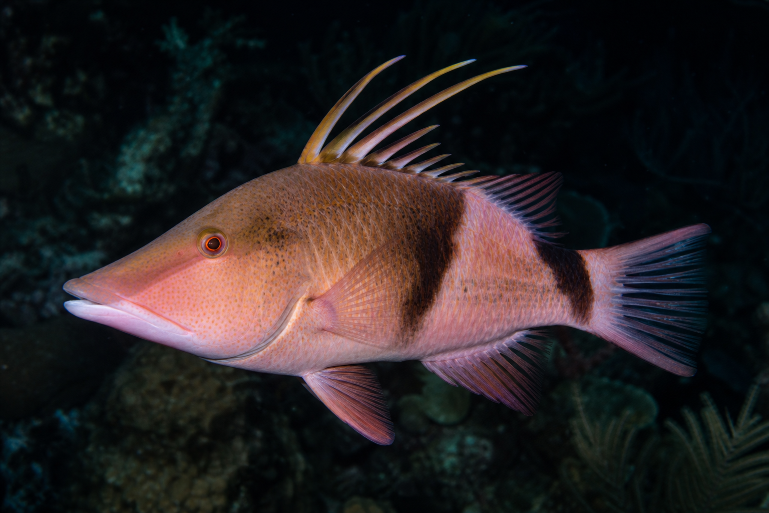Hogfish
