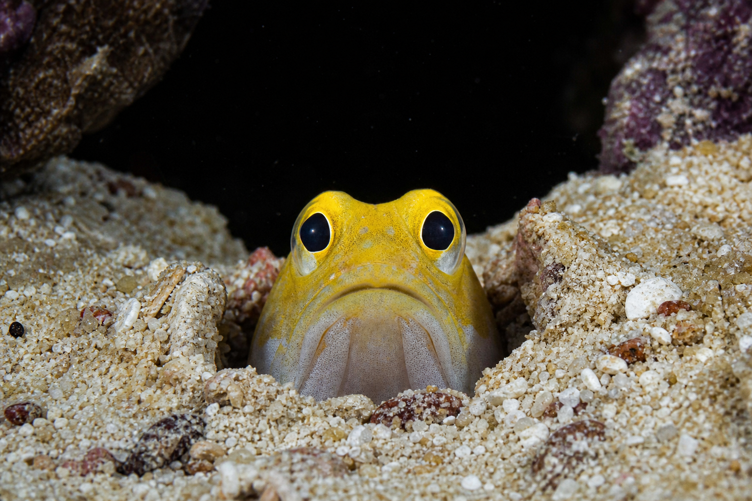 Jawfish