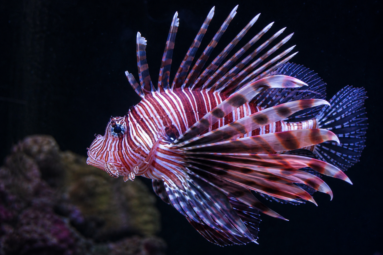 Lionfish