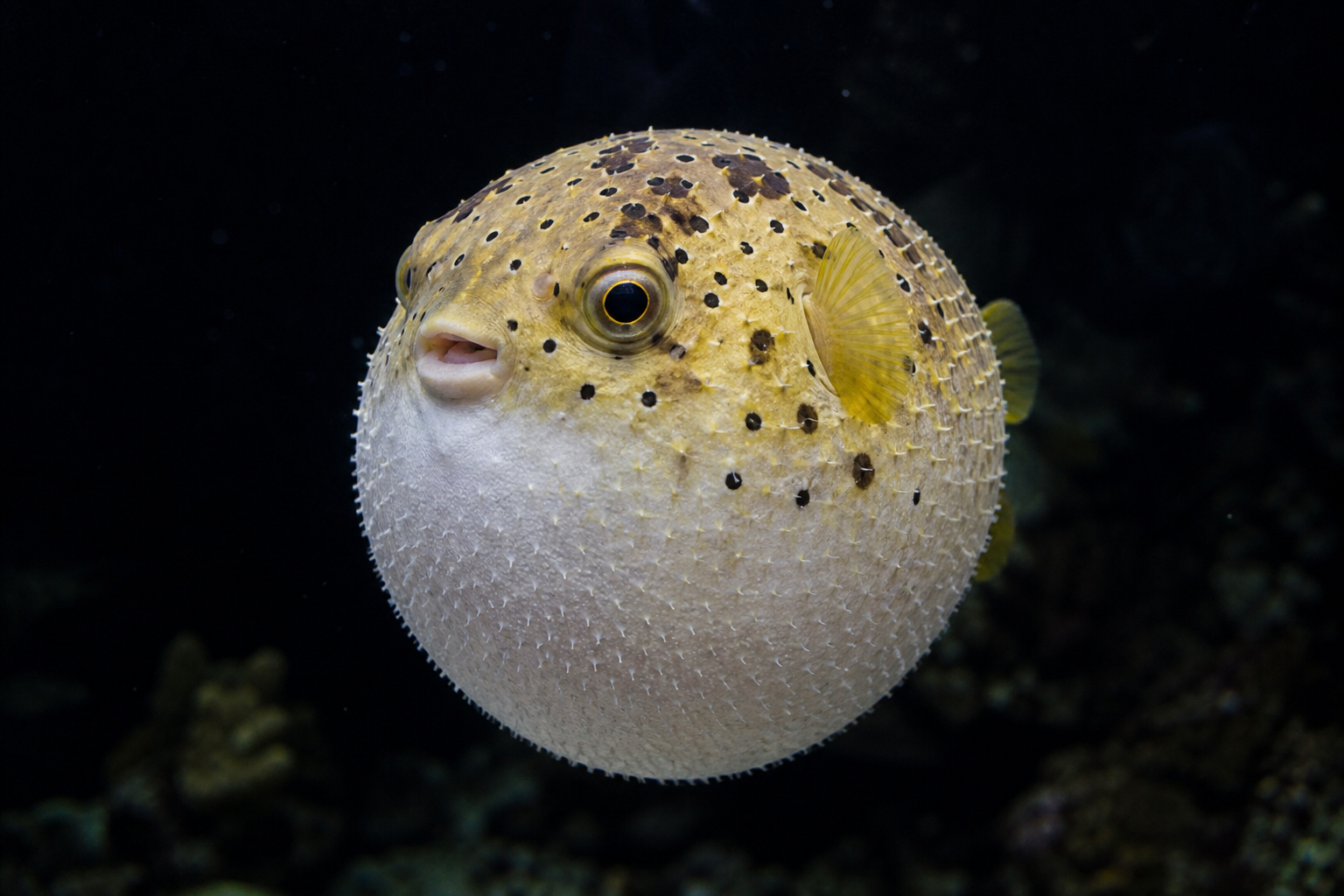 Puffer fish