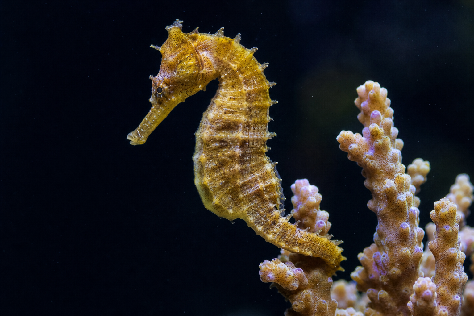 Seahorses