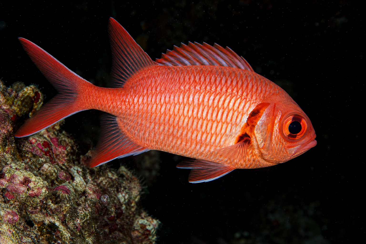 Squirrelfish