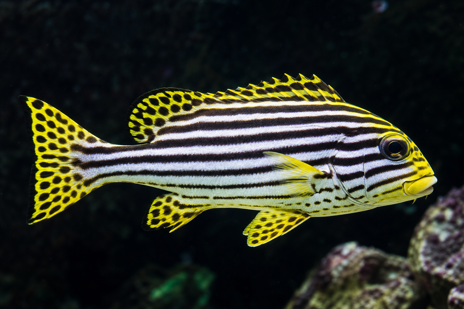 Sweetlips