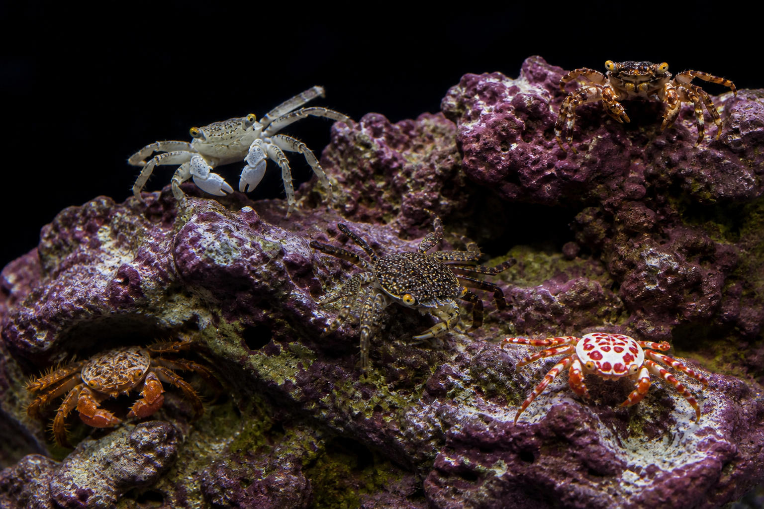 Other Crabs