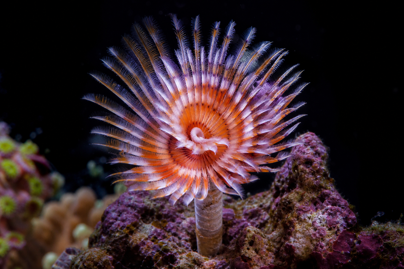 Feather Dusters / Worms