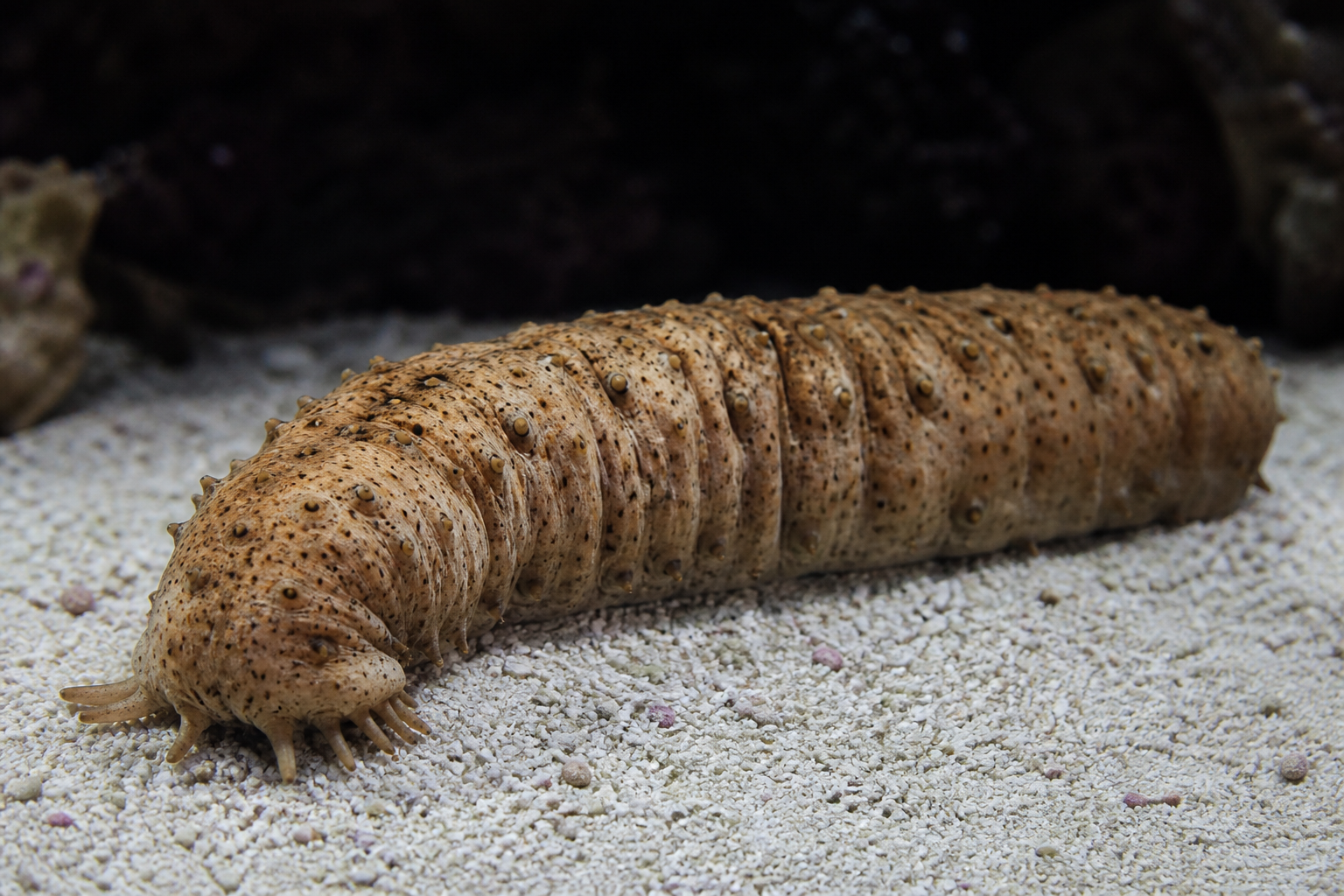 Sea Cucumbers