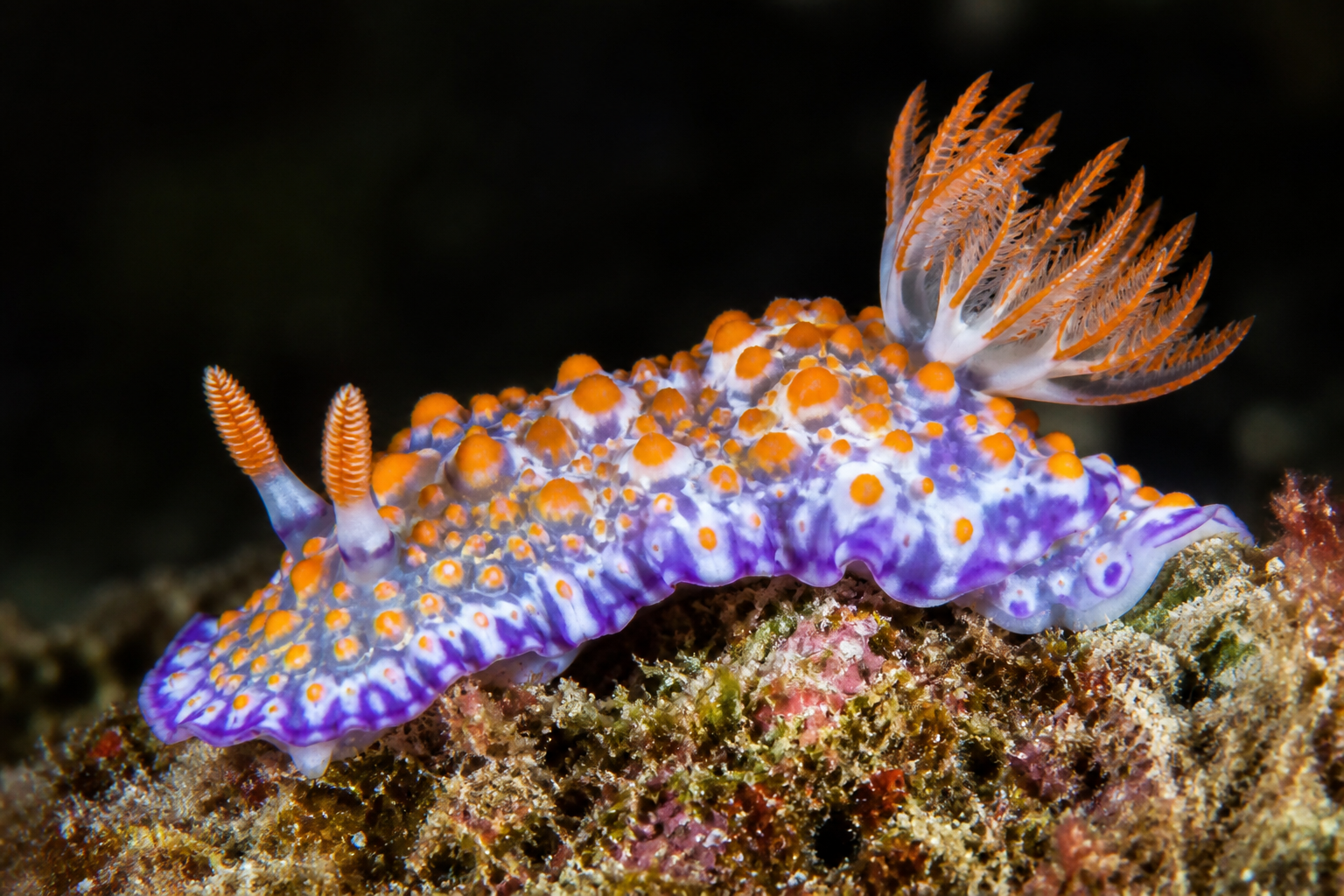 Sea Slugs & Nudibranchs