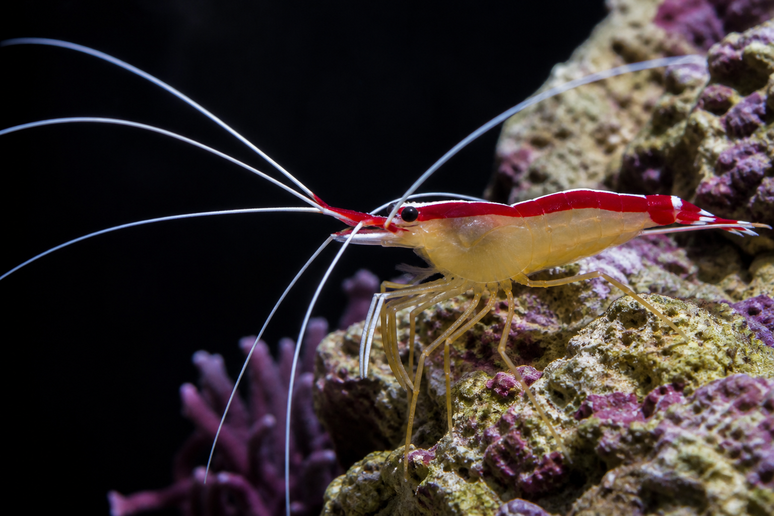 Shrimp