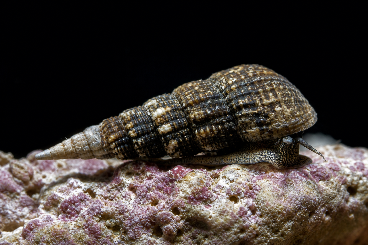 Cerith Snail