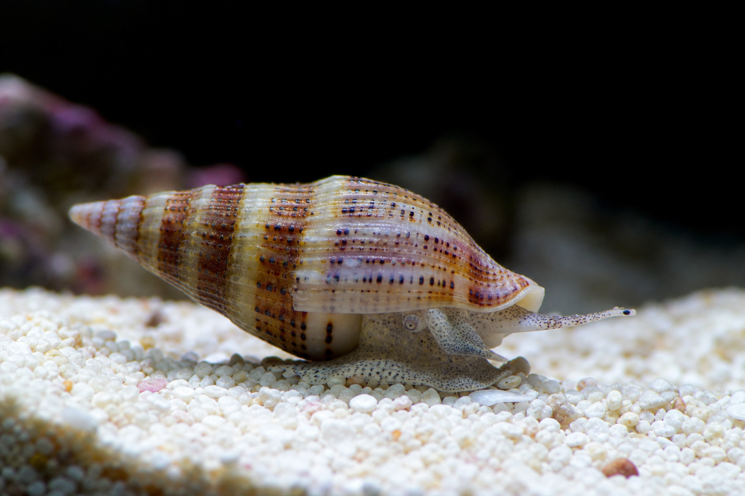 Nassarius Snail