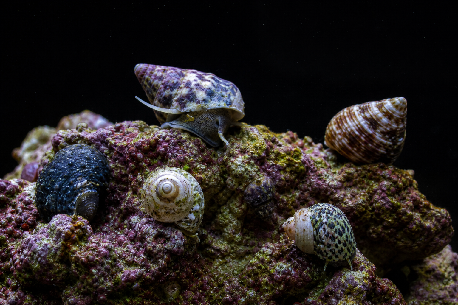 Other Snails