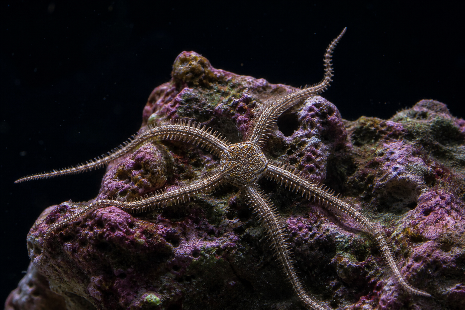 Sand-Sifting Starfish